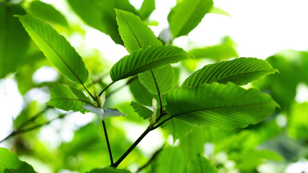 Czy kratom uzależnia Fakty i mity (1)